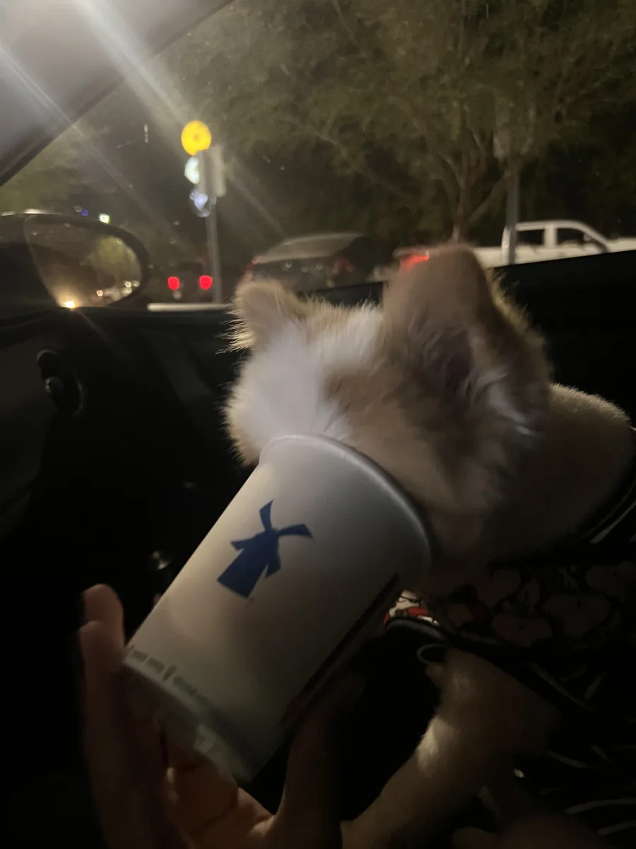 Fluffy and the pup cup